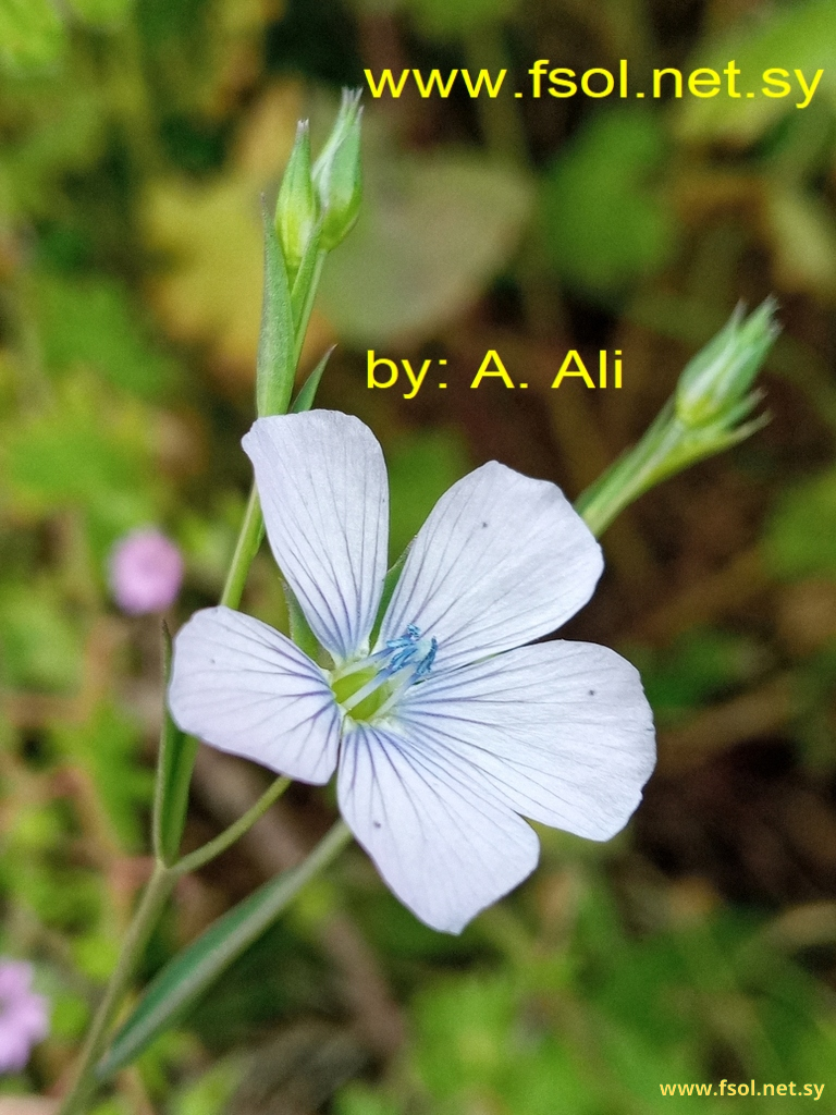 Linum bienne Miller.